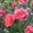 Close up of a pink Rosy Cheek to Cheek Clarkia flowers in a blurred garden setting