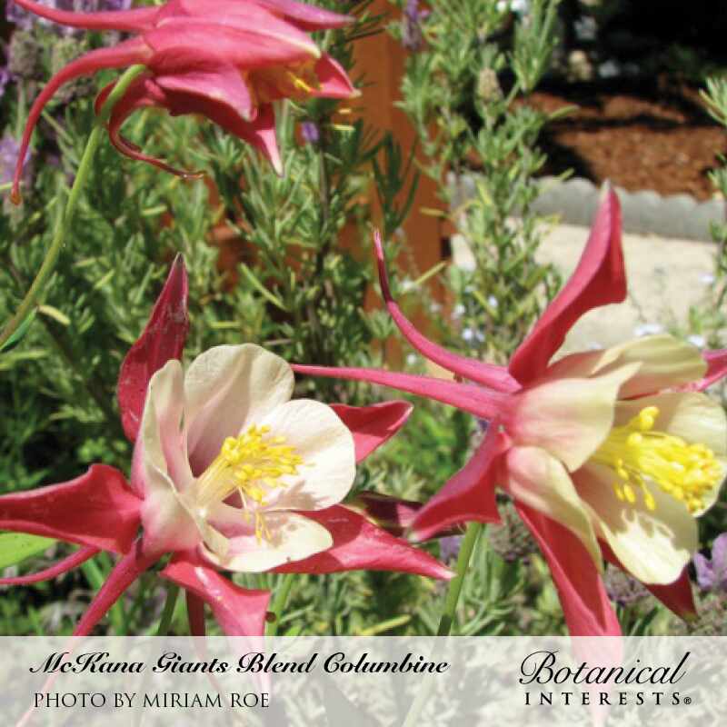 Close-up of McKana Giants Blend columbine flowers with long spurred pink-red sepals and pale creamy petals surrounding bright yellow stamens, growing among green foliage in a sunny garden; text identifies the variety and photographer, with the Botanical Interests logo below.