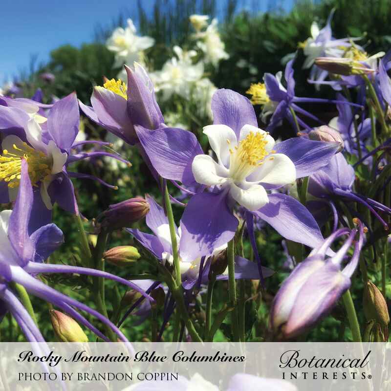 Cluster of Rocky Mountain blue columbine flowers with white centers and long, spurred purple-blue petals blooming among green foliage under a sunny sky, with white blossoms visible in the background.
