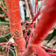 Close-up of a coral bark Japanese maple's vivid coral-red bark, showing smooth young stems, a leaf scar, and fine speckled lenticels against a blurred nursery backdrop.