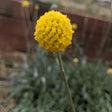Craspedia flower with tiny golden petals densely packed into a perfectly round ball atop a slender stem, rising above grey-green foliage in a garden bed.
