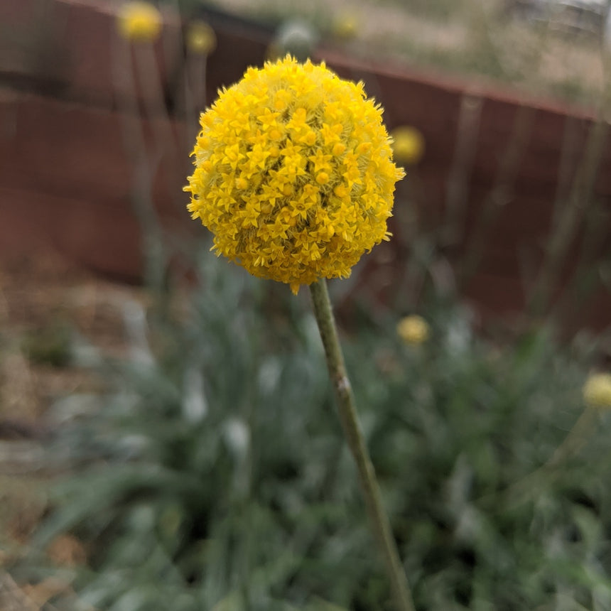 Craspedia flower with tiny golden petals densely packed into a perfectly round ball atop a slender stem, rising above grey-green foliage in a garden bed.
