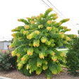Rising Sun redbud tree with heart-shaped leaves in shades of chartreuse, gold and apricot, growing in a mounded, dense form beside a mulched bed with a boxwood hedge and pink flowering shrubs nearby.