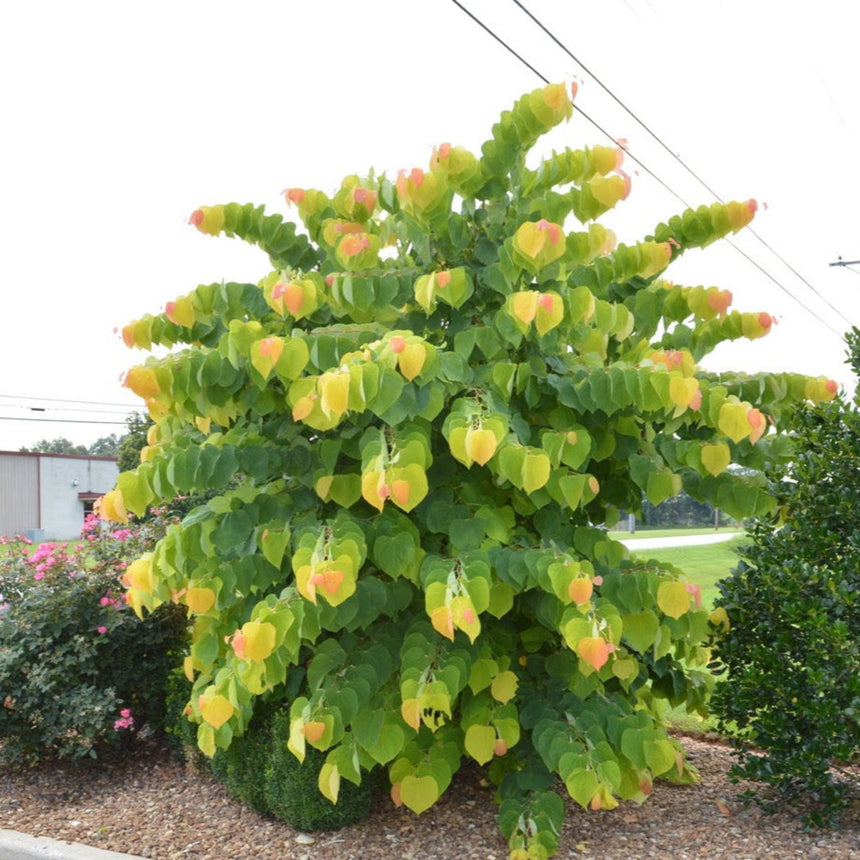 Rising Sun redbud tree with heart-shaped leaves in shades of chartreuse, gold and apricot, growing in a mounded, dense form beside a mulched bed with a boxwood hedge and pink flowering shrubs nearby.