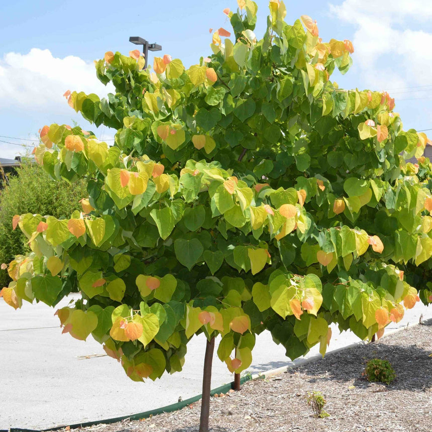 A young Rising Sun redbud tree displays a dense, rounded canopy of heart-shaped leaves ranging from golden-yellow to apricot-orange and green, planted beside a mulched bed at the edge of a paved lot.