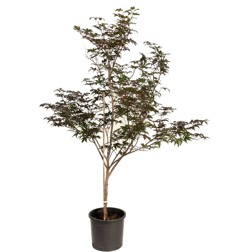 Bloodgood Japanese maple tree with dark reddish-purple, deeply lobed foliage on a branching multi-stemmed trunk staked with a cane, grown in a black plastic nursery pot against a white background.