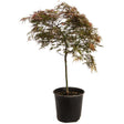 Grafted Red Dragon Japanese maple standardised on a bare single trunk, its finely dissected weeping canopy showing burgundy, green and orange-tinged foliage, potted in a black plastic nursery container against a white background.