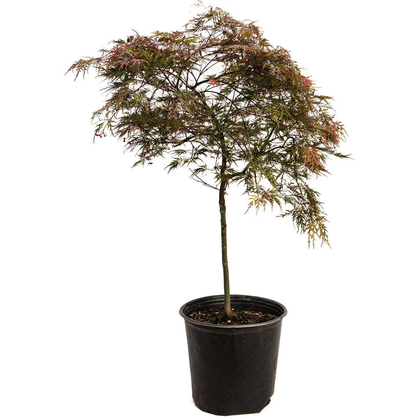 Grafted Red Dragon Japanese maple standardised on a bare single trunk, its finely dissected weeping canopy showing burgundy, green and orange-tinged foliage, potted in a black plastic nursery container against a white background.