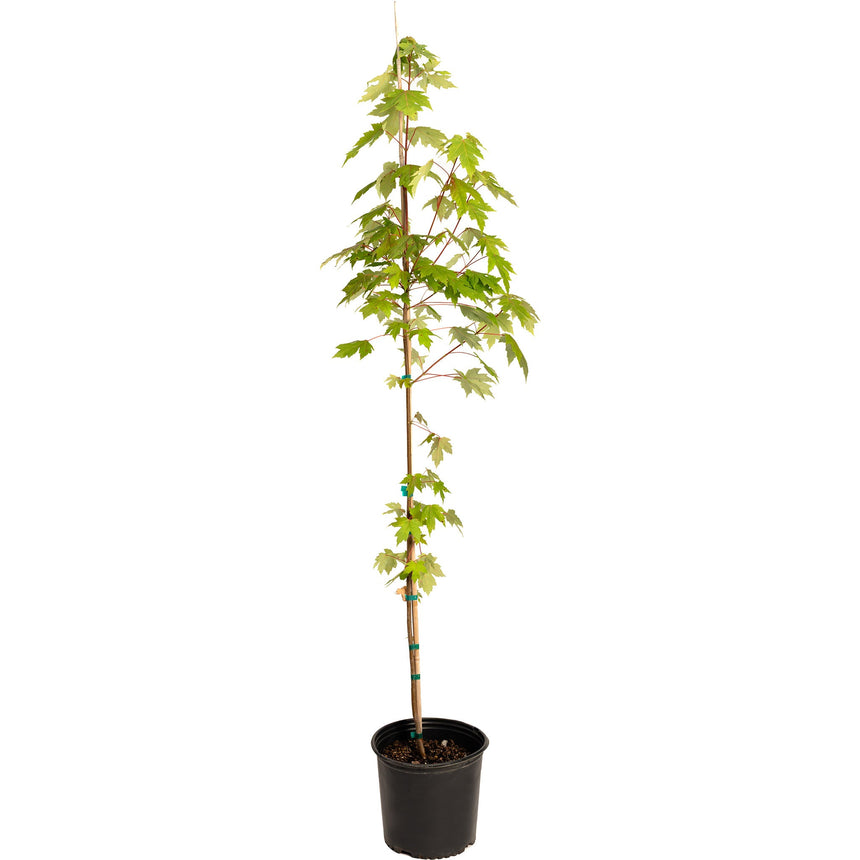 Young Autumn Blaze red maple tree with a tall slender trunk secured to a bamboo stake, sparse lobed green leaves branching along its upper length, potted in a black plastic nursery container against a white background.