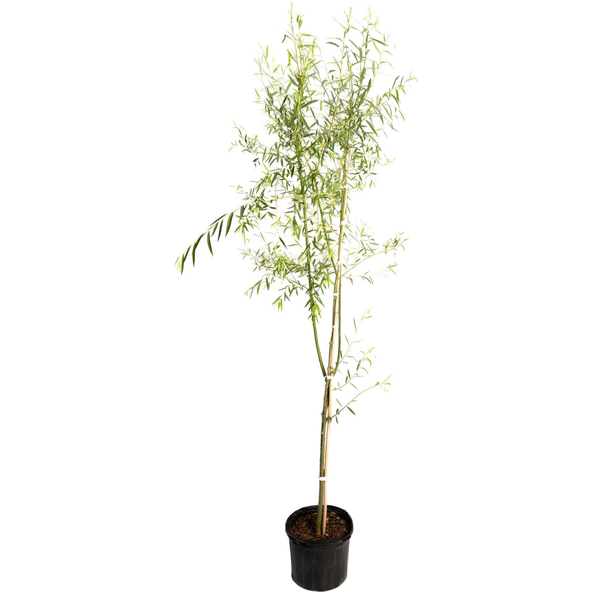 Young weeping willow tree with slender, cane-like stems and narrow green leaves cascading downward, staked upright in a black nursery pot against a white background.