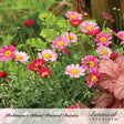 Cluster of Robinson's Blend painted daisies with yellow centers in shades of pink, magenta, and white, dotted with dew, growing beside dark red-veined coral bells foliage; text reads "Robinson's Blend Painted Daisies."