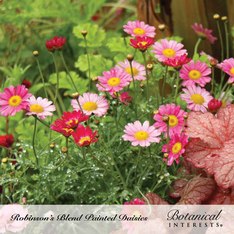 Cluster of Robinson's Blend painted daisies with yellow centers in shades of pink, magenta, and white, dotted with dew, growing beside dark red-veined coral bells foliage; text reads "Robinson's Blend Painted Daisies."