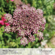 Close-up of a Dara Ammi flower head showing lacy clusters of tiny white blooms tipped with deep burgundy-pink, forming a rounded umbel against a blurred green garden background, with text captioning the photo credit and Botanical Interests logo.