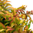 Close-up of a Firefly honeysuckle bush showing serrated leaves in shades of bronze, red, yellow and green, with small clusters of pale yellow tubular flowers emerging from the branch tips.