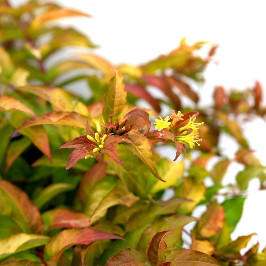 Close-up of a Firefly honeysuckle bush showing serrated leaves in shades of bronze, red, yellow and green, with small clusters of pale yellow tubular flowers emerging from the branch tips.