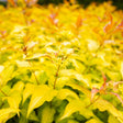 Close-up of a Firefly Honeysuckle bush showing bright golden-yellow foliage with reddish-bronze new growth at the tips and a small cluster of pale yellow tubular flowers on a central stem, surrounded by dense similarly coloured leaves.