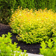 Rounded Firefly honeysuckle shrub with golden-yellow, orange-tinged foliage growing in dark mulch, set against a dense green hedge in a garden bed.