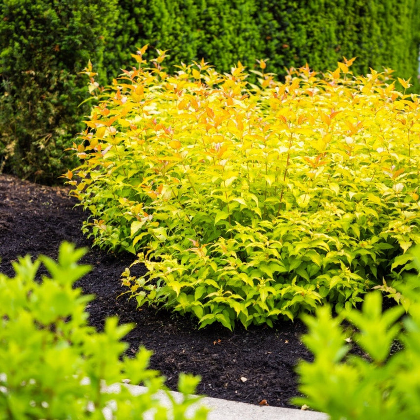 Rounded Firefly honeysuckle shrub with golden-yellow, orange-tinged foliage growing in dark mulch, set against a dense green hedge in a garden bed.