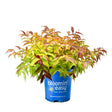 Firefly Honeysuckle shrub in a blue "bloomin' easy" branded pot, its bushy foliage showing a mix of chartreuse, red, and bronze-toned leaves, photographed against a plain white background.