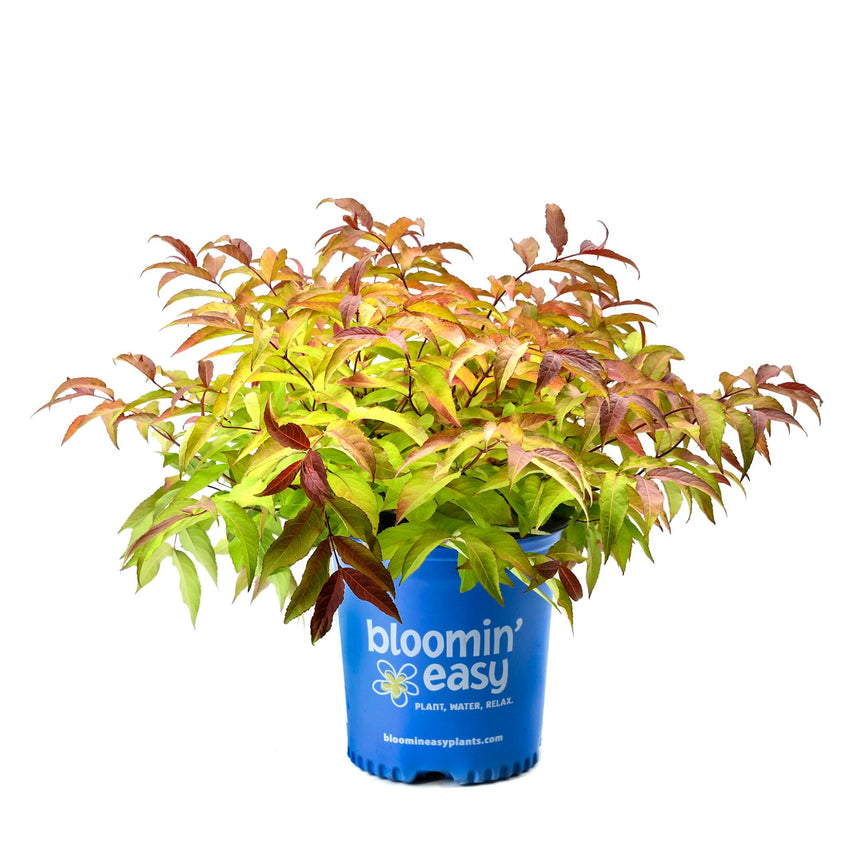 Firefly Honeysuckle shrub in a blue "bloomin' easy" branded pot, its bushy foliage showing a mix of chartreuse, red, and bronze-toned leaves, photographed against a plain white background.