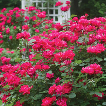 Double Knock Out rose bush covered in clusters of ruffled, deep pink-red double blooms and dark green foliage, growing beside a white lattice trellis in a garden.