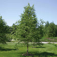 Young Dura Heat birch tree with a pyramidal, densely leafed canopy and pale trunk, growing on a mulched patch of lawn with a garden path and trees in the background.