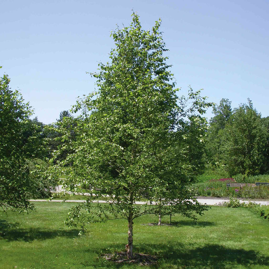 Young Dura Heat birch tree with a pyramidal, densely leafed canopy and pale trunk, growing on a mulched patch of lawn with a garden path and trees in the background.