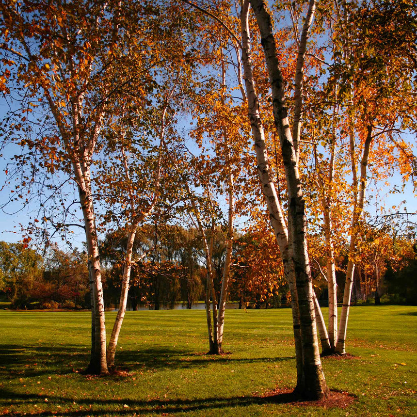 Cluster of mature Dura Heat birch trees with white peeling bark and golden-orange autumn foliage, standing on a mown lawn against a clear blue sky.