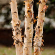 Close-up of three multi-stemmed birch trunks showing pale cream bark peeling away in curled, papery strips to reveal patches of cinnamon-brown underbark, set against a blurred garden backdrop.
