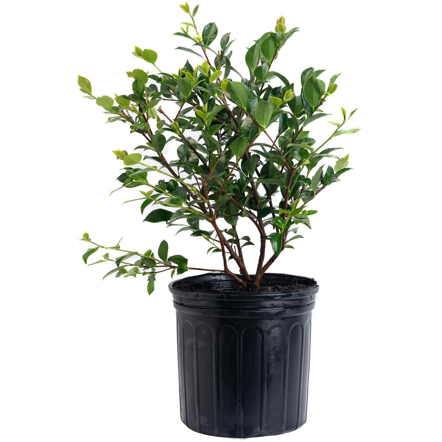 Purple Haze camellia shrub with multiple woody stems and glossy dark green oval leaves, potted in a black nursery container against a white background.