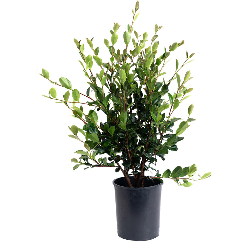 Yuletide Camellia shrub in a black plastic nursery pot, showing multiple woody stems with glossy dark green oval leaves and newer lighter green growth at the branch tips, against a plain white background.