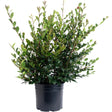 Yuletide Camellia shrub in a black nursery pot, with dense glossy dark-green oval leaves on reddish-brown stems spreading outward, photographed against a plain white background.