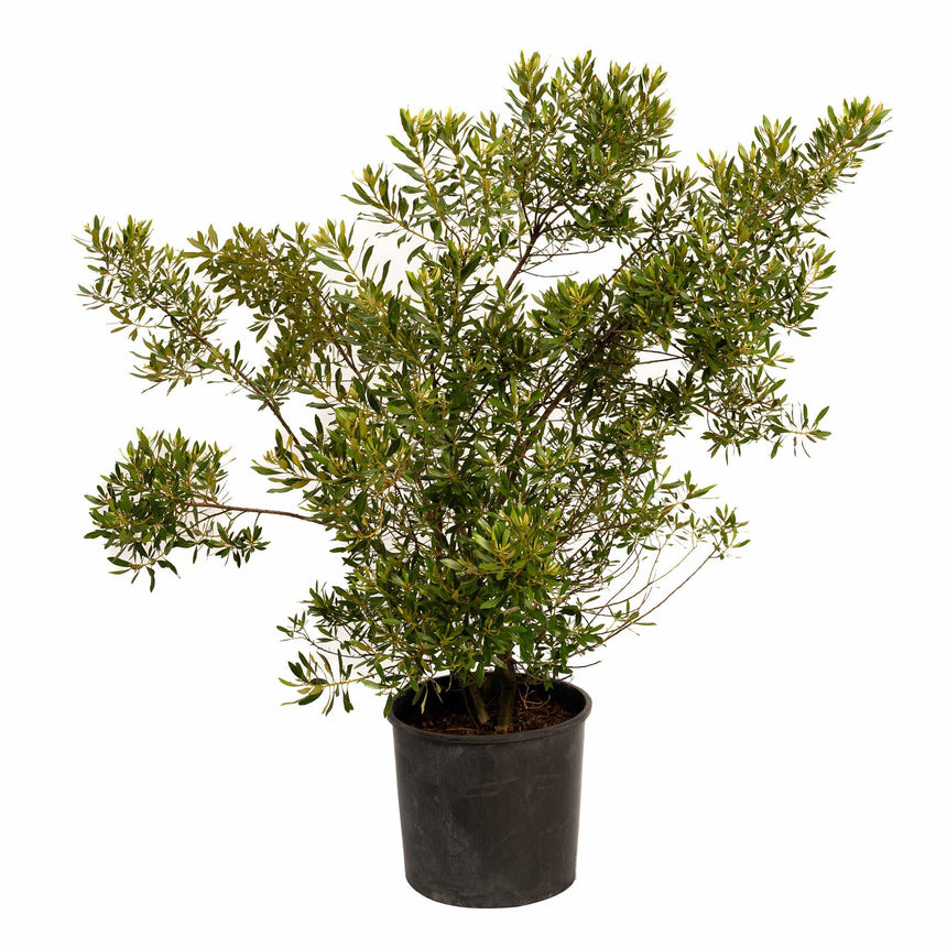 Southern Wax Myrtle shrub in a black nursery pot, showing sprawling multi-branched growth with narrow, glossy green leaves, photographed against a plain white background.