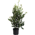 Autumn Rocket Camellia shrub in a black nursery pot, with tall upright stems densely covered in small, glossy dark green leaves and a few new pale green shoots at the top.