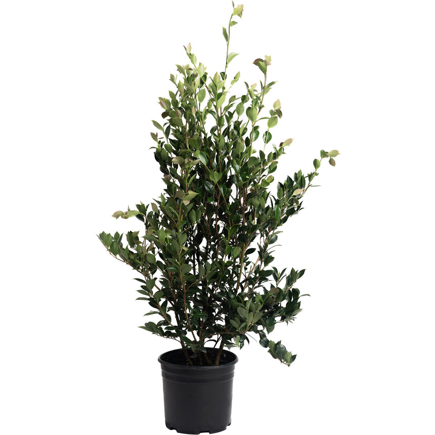 Autumn Rocket Camellia shrub in a black nursery pot, with tall upright stems densely covered in small, glossy dark green leaves and a few new pale green shoots at the top.