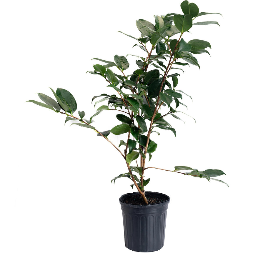Young R.L. Wheeler camellia shrub in a black nursery pot, with several slender branches bearing glossy dark green oval leaves, photographed against a plain white background.