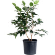 Young R.L. Wheeler camellia shrub in a black nursery pot, showing multiple woody stems with glossy dark green leaves and fresh lighter green new growth at the tips, against a plain white background.