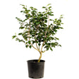 Sea Foam Camellia shrub with a thick, exposed multi-stemmed trunk and dense glossy dark green oval leaves, growing in a black nursery pot against a white background.