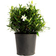 Frost Proof Gardenia shrub in a black nursery pot, with dense glossy green foliage and a few white star-shaped blooms scattered among the leaves.