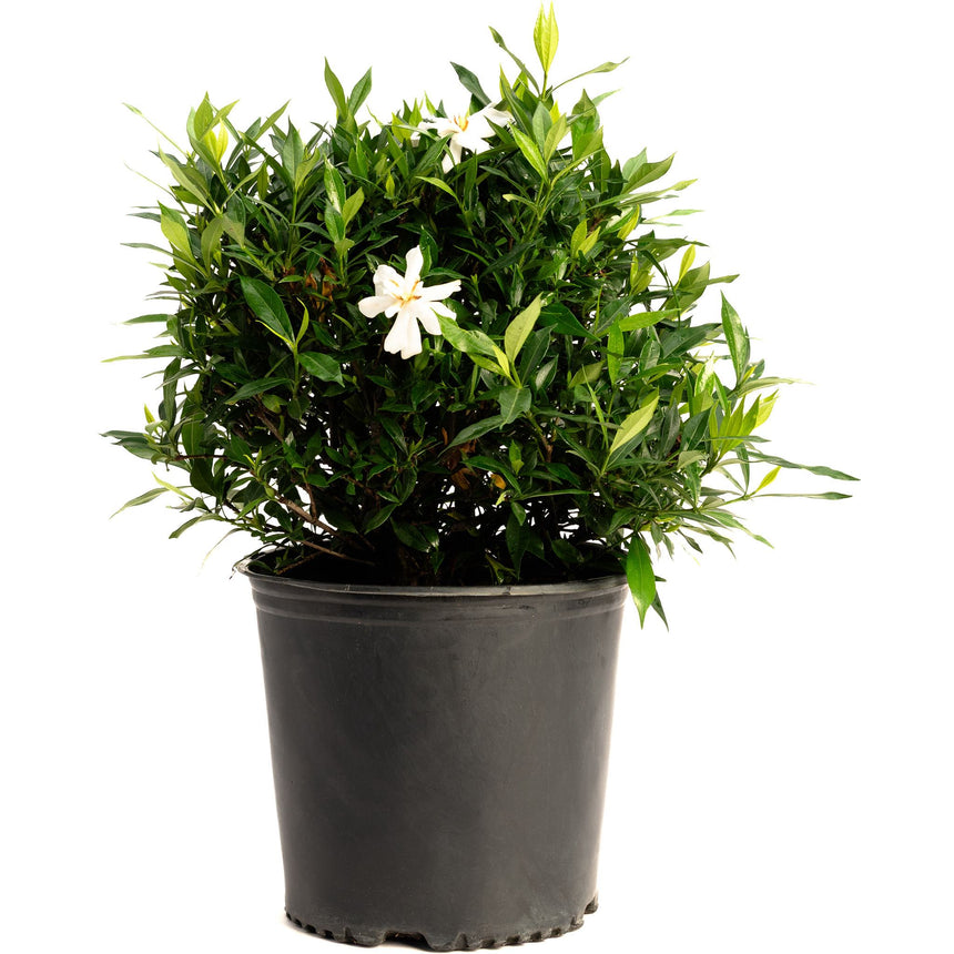 Frost Proof Gardenia shrub in a black nursery pot, with dense glossy green foliage and a few white star-shaped blooms scattered among the leaves.