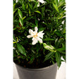 Potted Frost Proof Gardenia with dense glossy dark green foliage and a single open white flower with slender petals surrounding a yellow-tinged centre, growing in a black plastic nursery pot.
