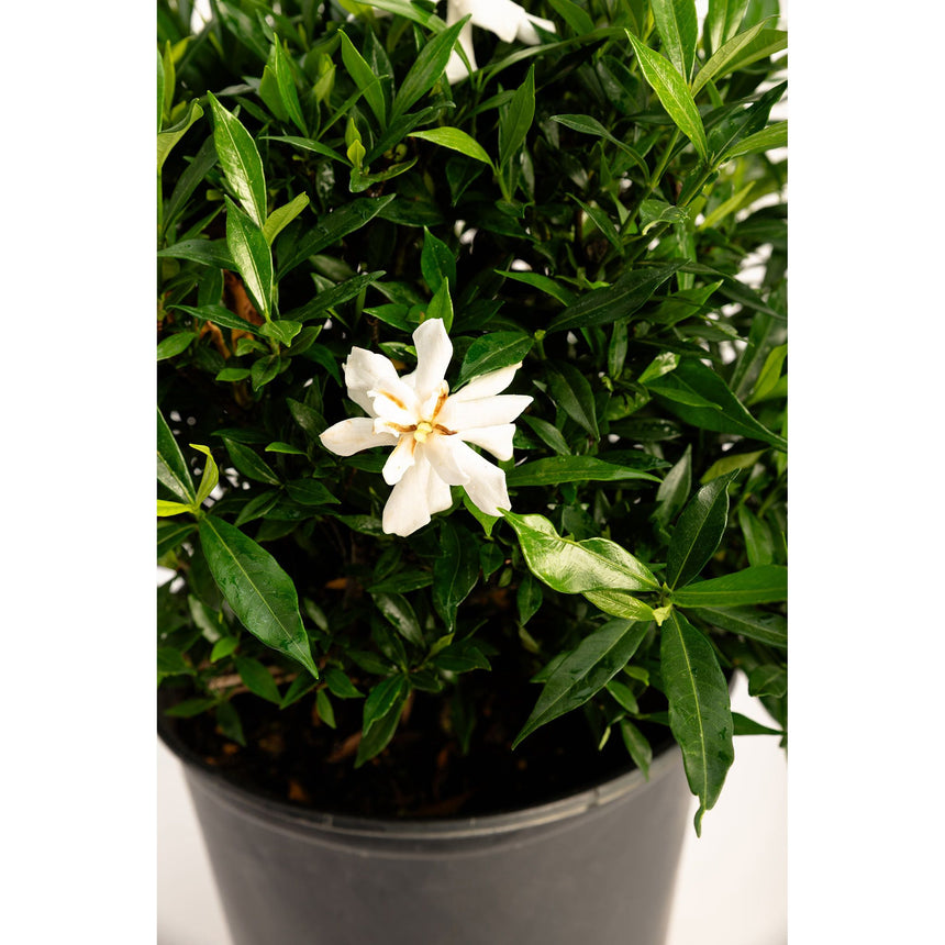 Potted Frost Proof Gardenia with dense glossy dark green foliage and a single open white flower with slender petals surrounding a yellow-tinged centre, growing in a black plastic nursery pot.