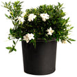 Radicans gardenia shrub in a black nursery pot, with glossy dark green foliage and several fully open white double blooms cascading over the rim, shown against a plain white background.