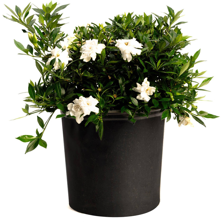Radicans gardenia shrub in a black nursery pot, with glossy dark green foliage and several fully open white double blooms cascading over the rim, shown against a plain white background.