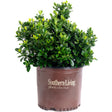ScentAmazing gardenia shrub with dense, glossy dark-green foliage and small new yellow-green leaves, growing bushy in a brown Southern Living Plant Collection pot against a white background.