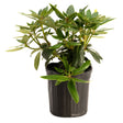 Young Roseum Pink rhododendron in a black nursery pot, showing glossy dark green oval leaves on multiple branching stems with no blooms visible yet.