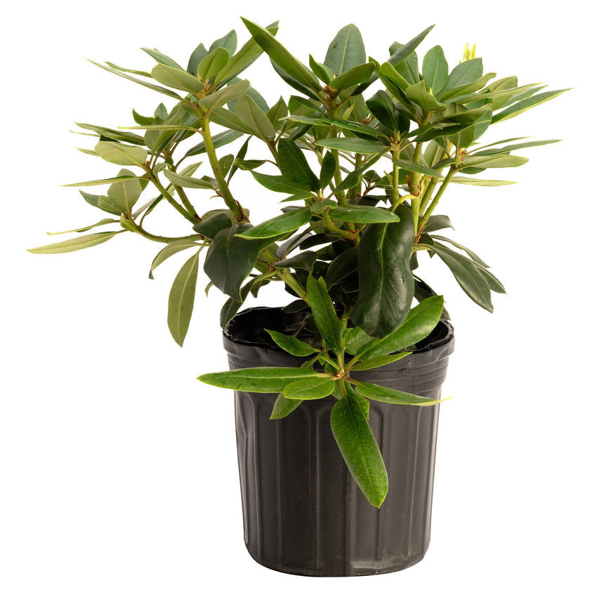 Young Roseum Pink rhododendron in a black nursery pot, showing glossy dark green oval leaves on multiple branching stems with no blooms visible yet.