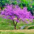 A mature Eastern Redbud tree in full bloom, its bare branches covered in dense clusters of pink-purple flowers, standing alone on a rolling grassy hillside beside a curved path, with dense green forest in the background.