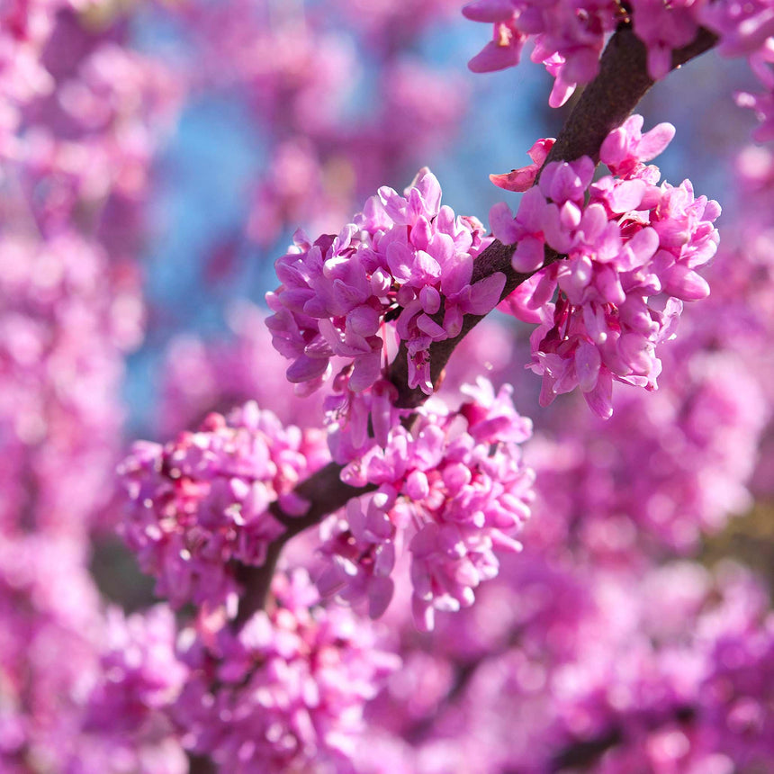 Close-up of an Eastern Redbud branch densely clustered with small pink flowers blooming directly along the dark bark, set against a soft-focus backdrop of more blossoms and blue sky.
