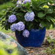Hydrangea shrub with large mophead blooms in shades of blue and lavender, some flowers still greenish-yellow, growing in a round glazed blue ceramic pot set on mulch in a garden.